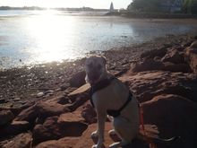 My girl Rey for our daily walk in the park. A swim, a run and after 1.5 hours she's ready for training or naps.