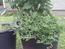 Hot peppers...organic and compost fed only.