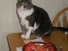 Lobster Lover