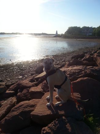 My girl Rey for our daily walk in the park. A swim, a run and after 1.5 hours she's ready for training or naps.