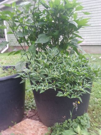 Hot peppers...organic and compost fed only.