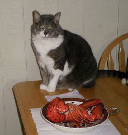 Lobster Lover
