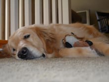 Napping with her favorite toys.