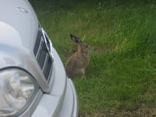 My pet hare.  Saved him as a baby, about two weeks old, as mother was dead and he was curled up beside her.  Used goats milk until he started on solids and now he lives in my garden.  I called him Harold 