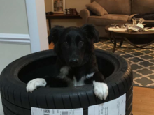 cute pic of our 6month border/aussie playin in some nice rubber.