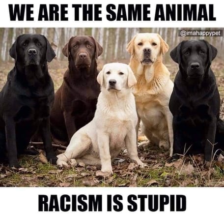 Notice that NONE of these dogs is a Republican.