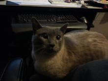 This is Bishop.  He's a 20 lb Gray Siamese that we got from the shelter 2 years ago.  He slacks.