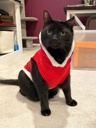 Bambino in his Santa costume.