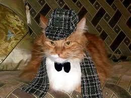 Sherlock cat