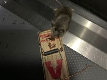 the second one was killed within 15 minutes after the first