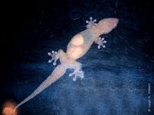 Preggers gecko