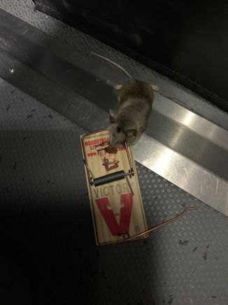 the second one was killed within 15 minutes after the first