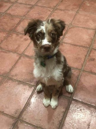 Koda