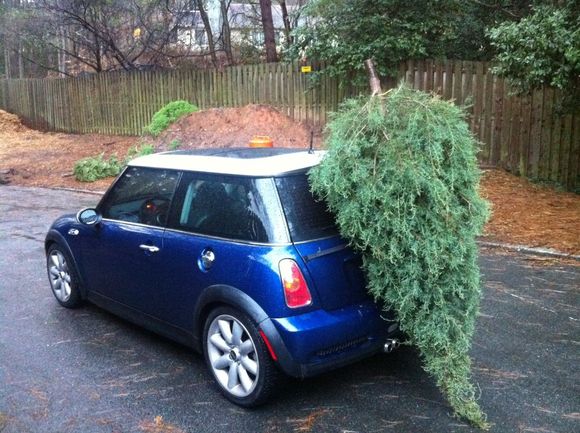 Bike rack + MINI = Christmas tree hauler with panache! No MINIs were harmed in the transport of this tree.