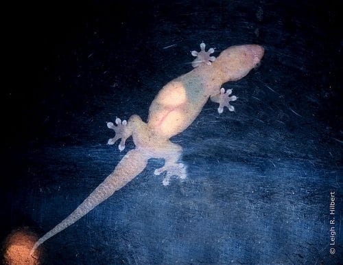 Preggers gecko