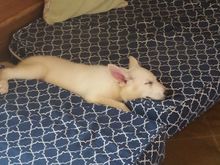 First night at his new home.  9 weeks old.