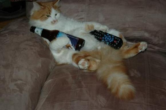 Lazy Cat