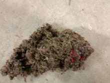 Found this in between the bins. This is the third dead mouse I found. I guess this gives new meaning to the term "rats nest"