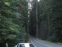 The Avenue of the Giants in Northern California.