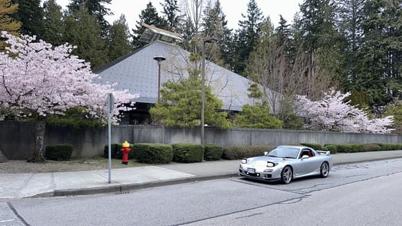 Former Sanyo Osaka Expo 1970 pavillion, generously donated to UBC circa 1978. This is where I studied Japanese. Sakura finally forced themselves into bloom despite the cool weather.