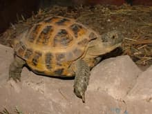 Petunia, a female russian tortoise chillin'.