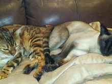 11-21-2018.  My California cats are butt buddies, today.  Ricky sent me this photo.