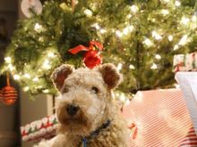 From a few years ago Sydney guarding her presents