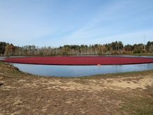 Cranberries are in the corral