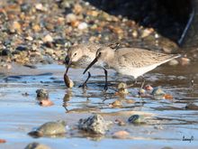 Dunlins snacking on the contents of a shell