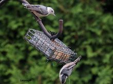 Had a family of four nuthatches hanging around.  Busy Friday night at the feeders.