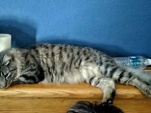 My lovely, Leo. He's been sleeping and purring  on my pillow next to me.