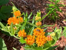 Butterfly weed