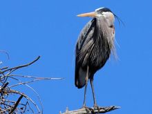 Out on a limb