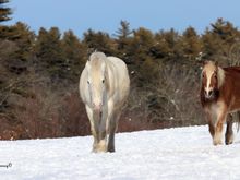 Would have liked more room on the side of the horse on the right, but.............