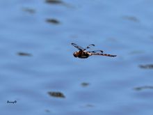 Dragonfly in flight.  Prince Baskettail according to those in the know. They rarely perch