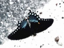 Butterfly2.jpg