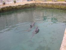 Dolphin family.jpg