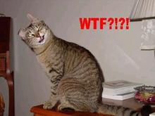 WTF kitty.jpg