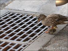 duck3.jpg