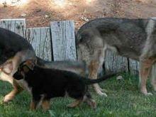 040615 three dogs.jpg