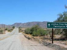 joshua tree