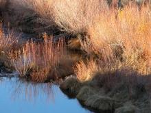 041113 Glassy river_weeds.JPG