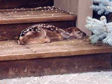 Fawn1