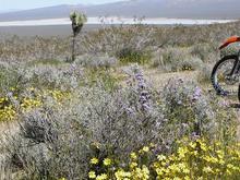 050313 Cuddeback _flowers.JPG