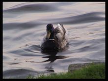 duck.jpg