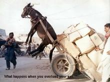 donkey.jpg