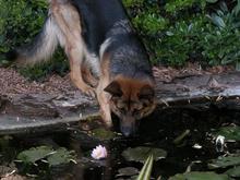 6-4-05 Rogue