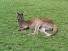 Australia