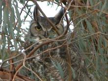060104 Owl 4543.JPG