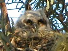 060412 baby owl 5679.JPG